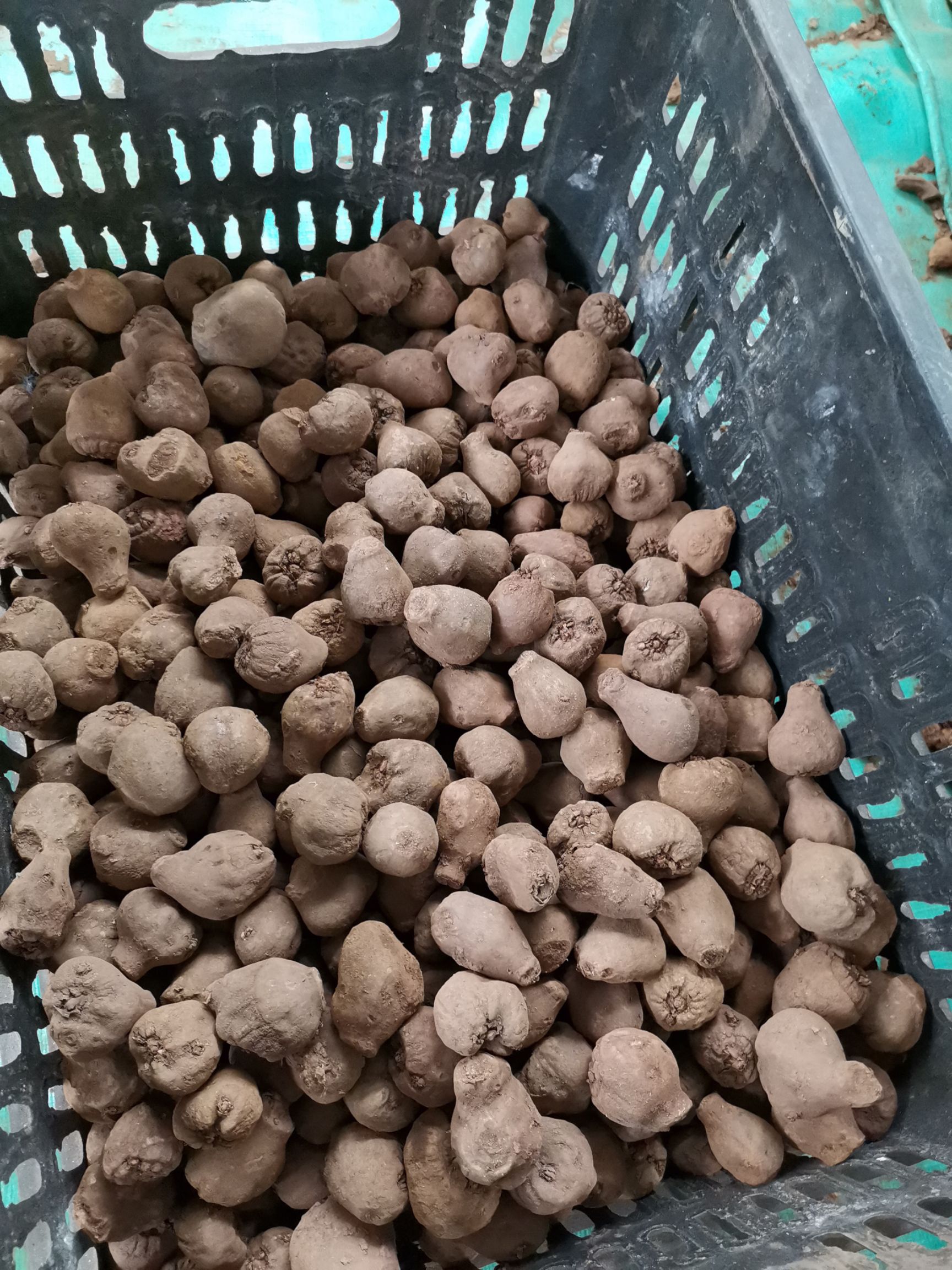 魔芋种子 花魔芋一代种，抗病能力强，种植成功率高