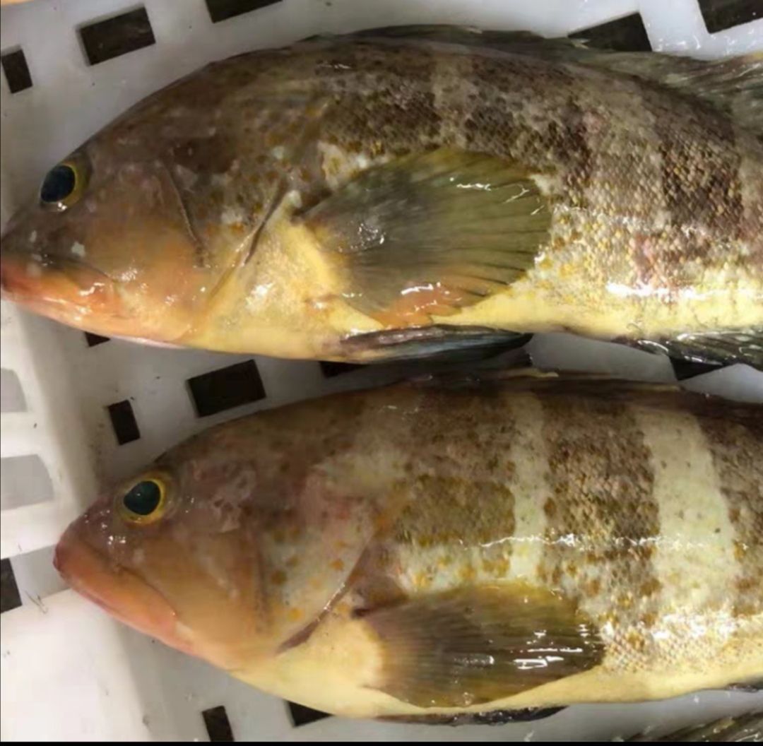 六带石斑鱼 鱼类海鲜，活冻石斑鱼，3斤包邮