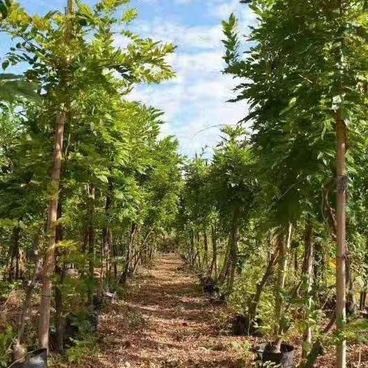 平邑县多花紫藤 紫藤花期长，花长一米