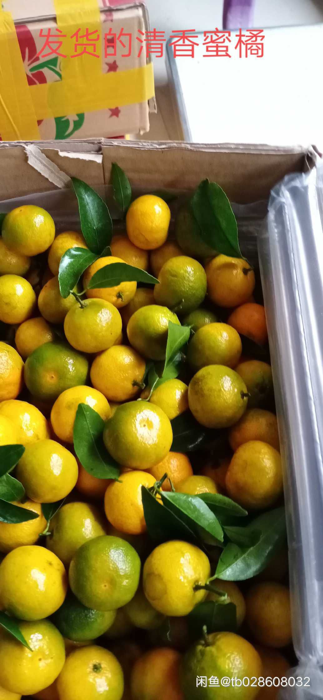清香蜜桔  清香蜜橘十万斤左右需要的老板报价代办下次合作。