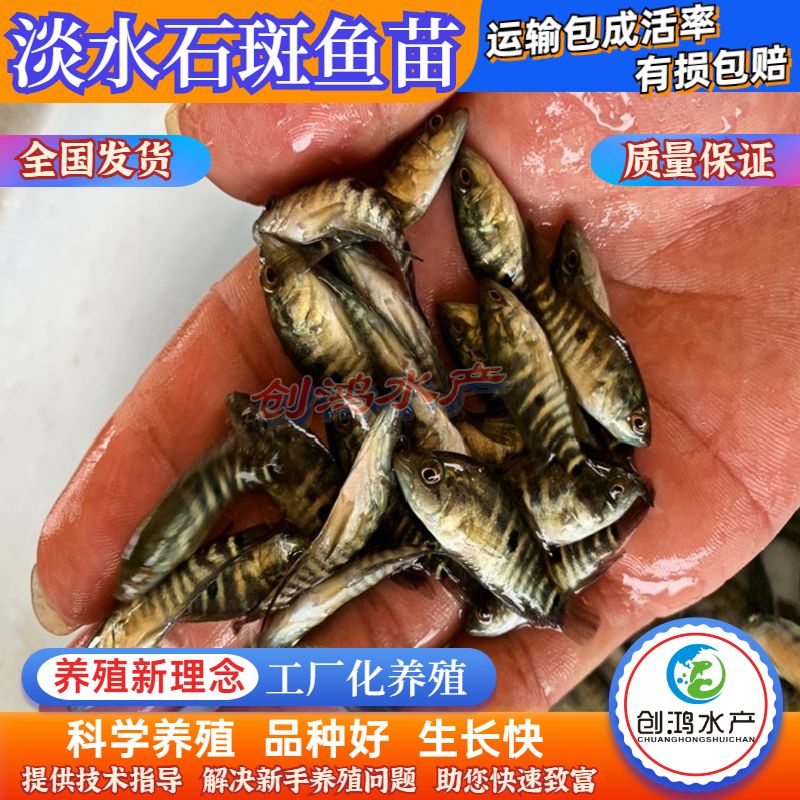 淡水石斑鱼苗  【大量批发】淡水珍珠石斑鱼苗 龙胆石斑鱼苗 老鼠斑鱼苗