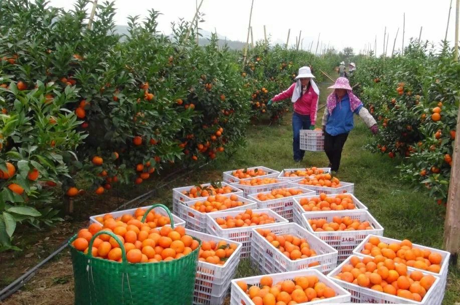 十年沃柑代办经验！守信用，服务好！深受老板的好评！