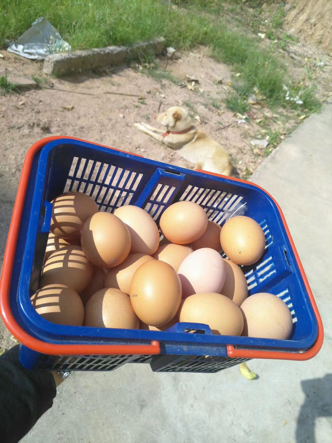 揭西县土鸡蛋  农家散养鸡蛋，广东省内包邮，外地需要补差价，价格可咨询