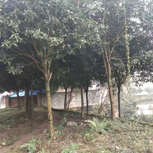 江安县桂花树 