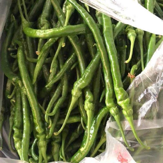 赣州 线椒，螺丝椒大量供货