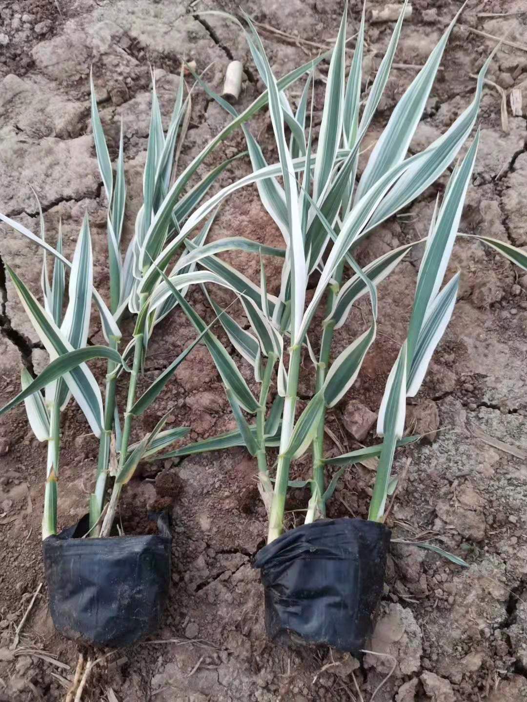 花叶芦竹 山东青州水生植物花叶芦竹种植基地