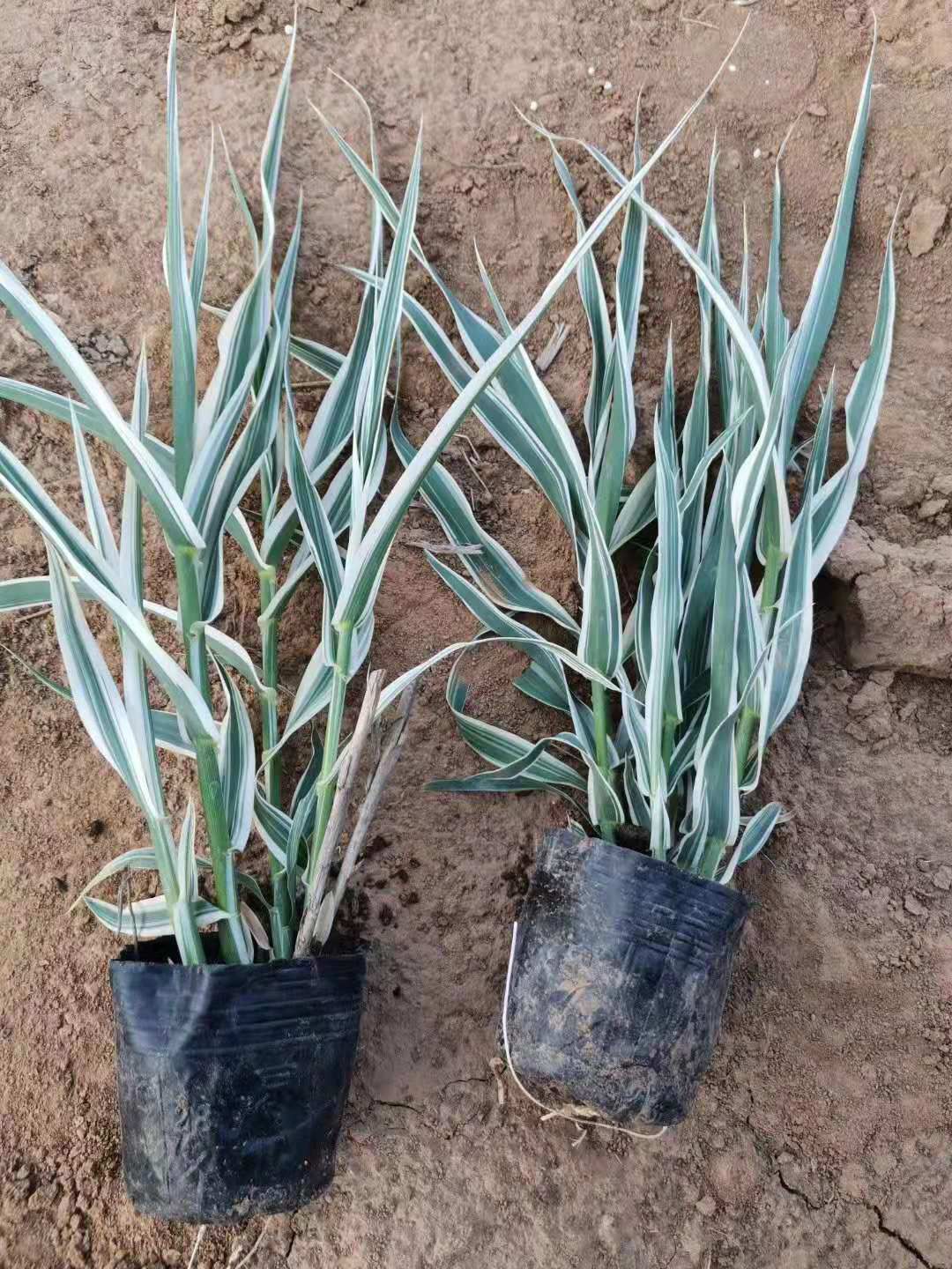 青州市花叶芦竹 山东青州水生植物花叶芦竹种植基地