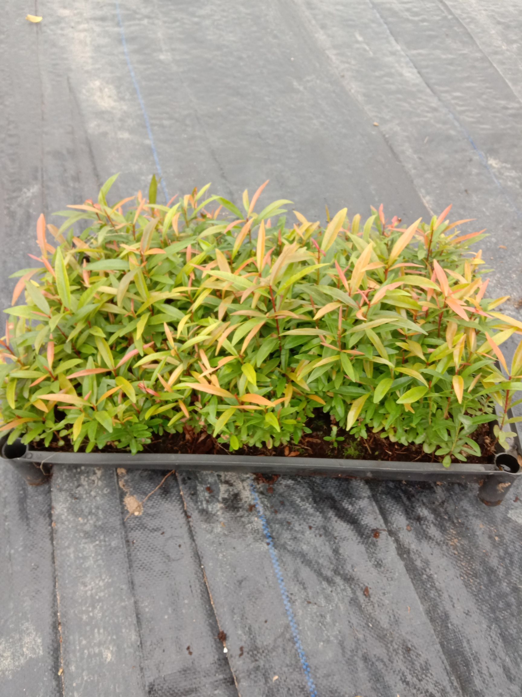 红车种苗园林绿化彩叶地被绿植