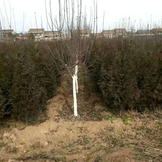 武功县碗碗侧柏  侧柏  营养杯苗