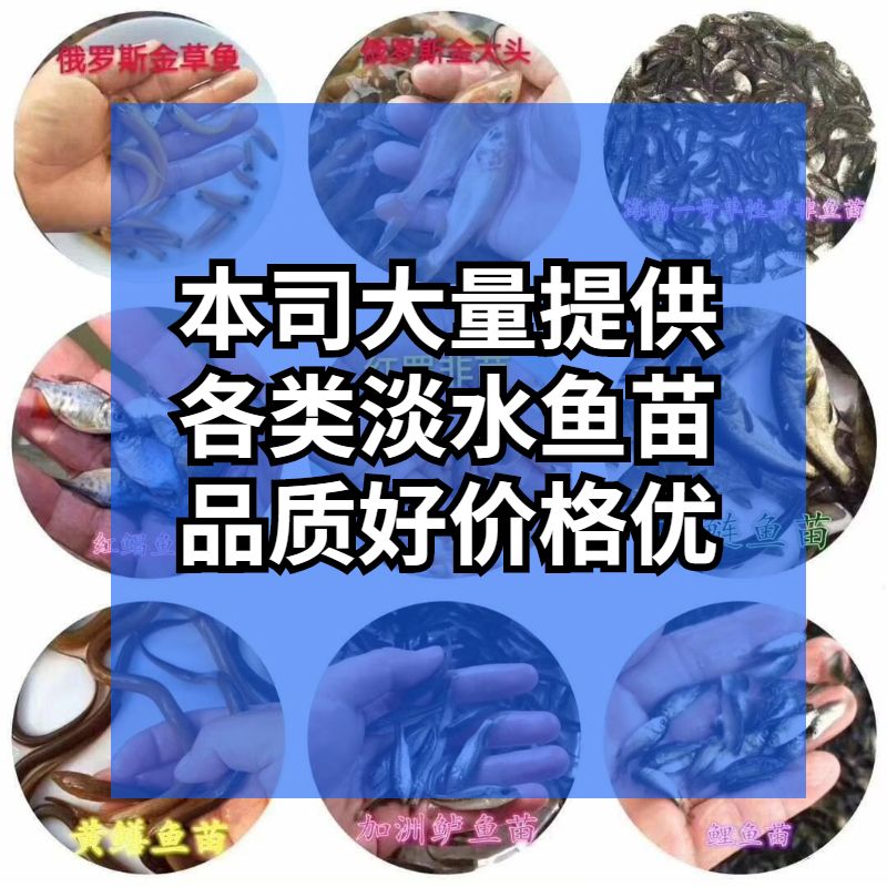 【精选推介】金鳙鱼苗 金花鲢鱼苗 金大头鱼苗 淡水养殖