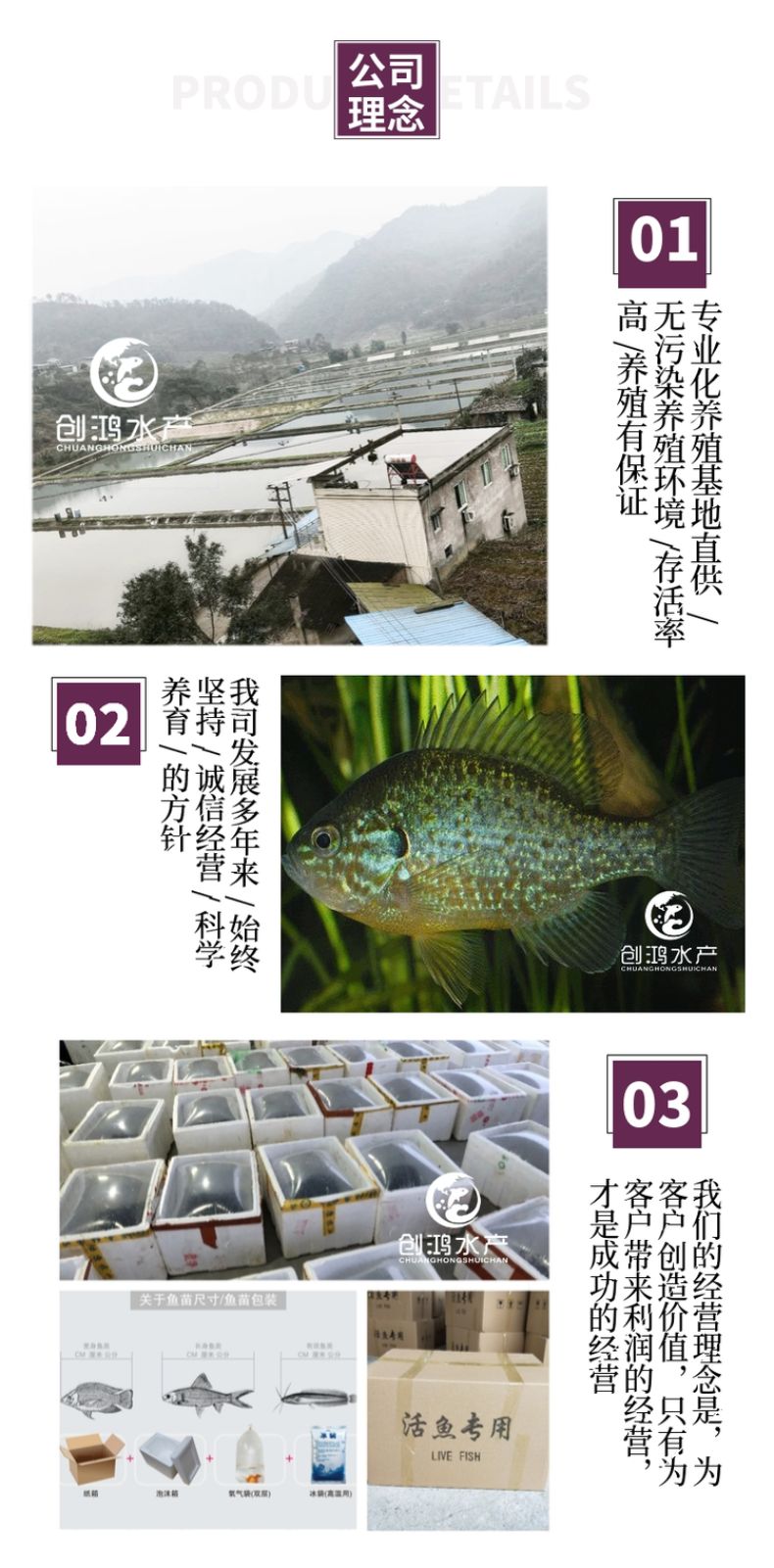 【高产易养】蓝腮太阳鱼鱼苗 杂交太阳鱼苗 淡水鱼苗