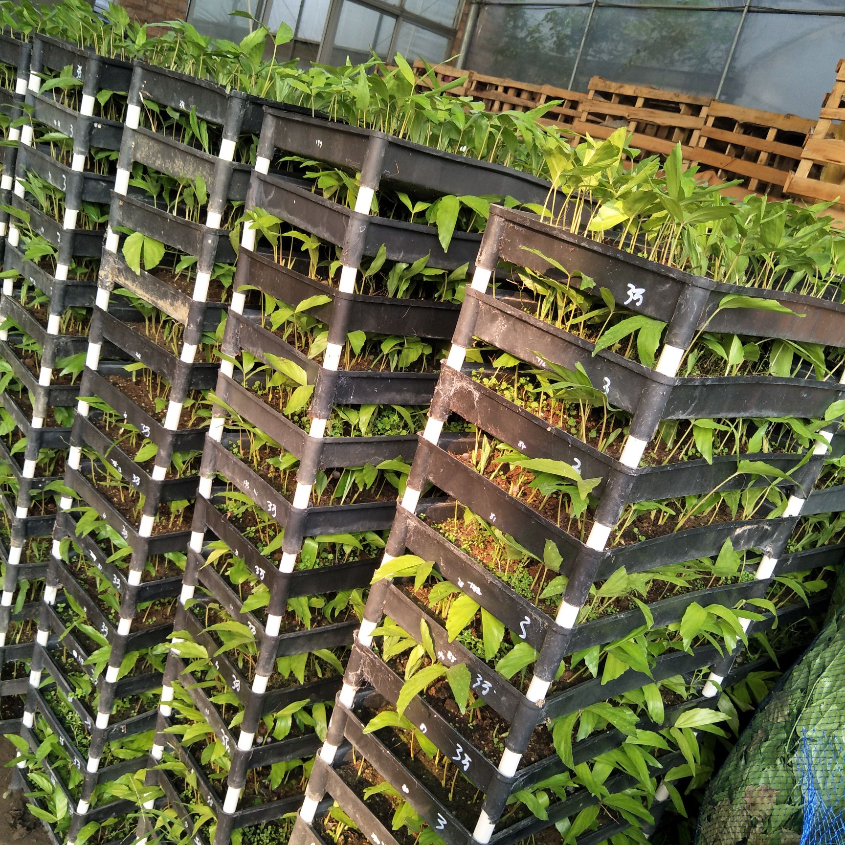 棕竹种苗棕榈科观叶盆栽