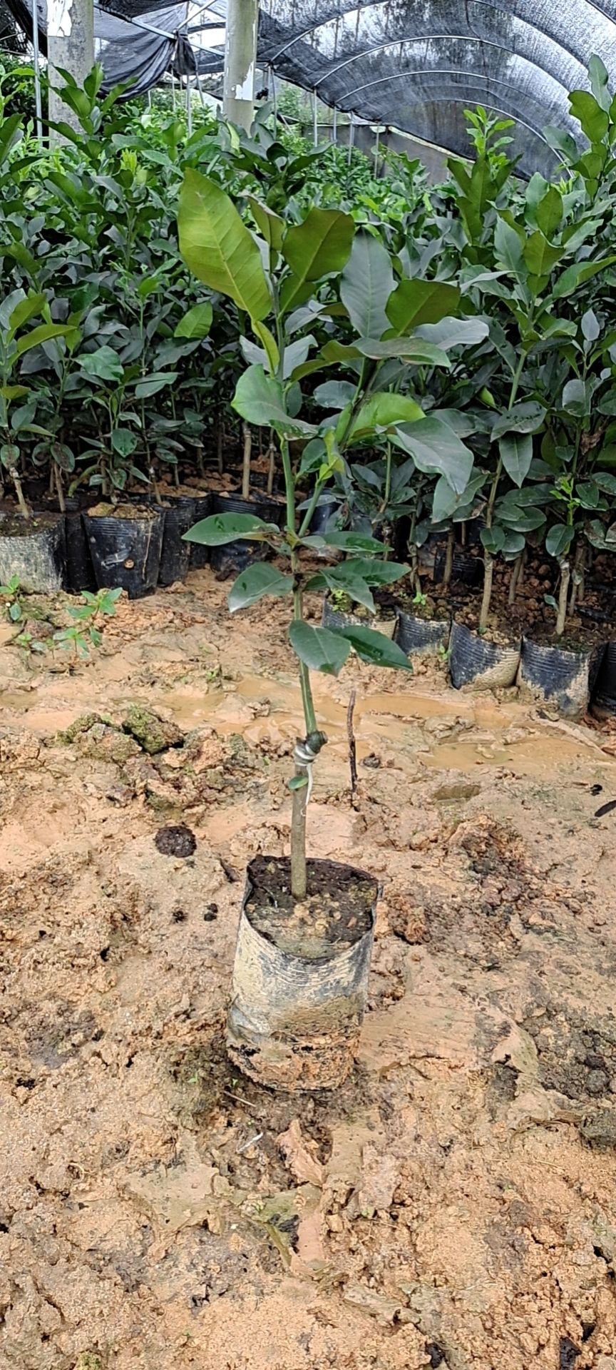 三红蜜柚苗 嫁接苗
