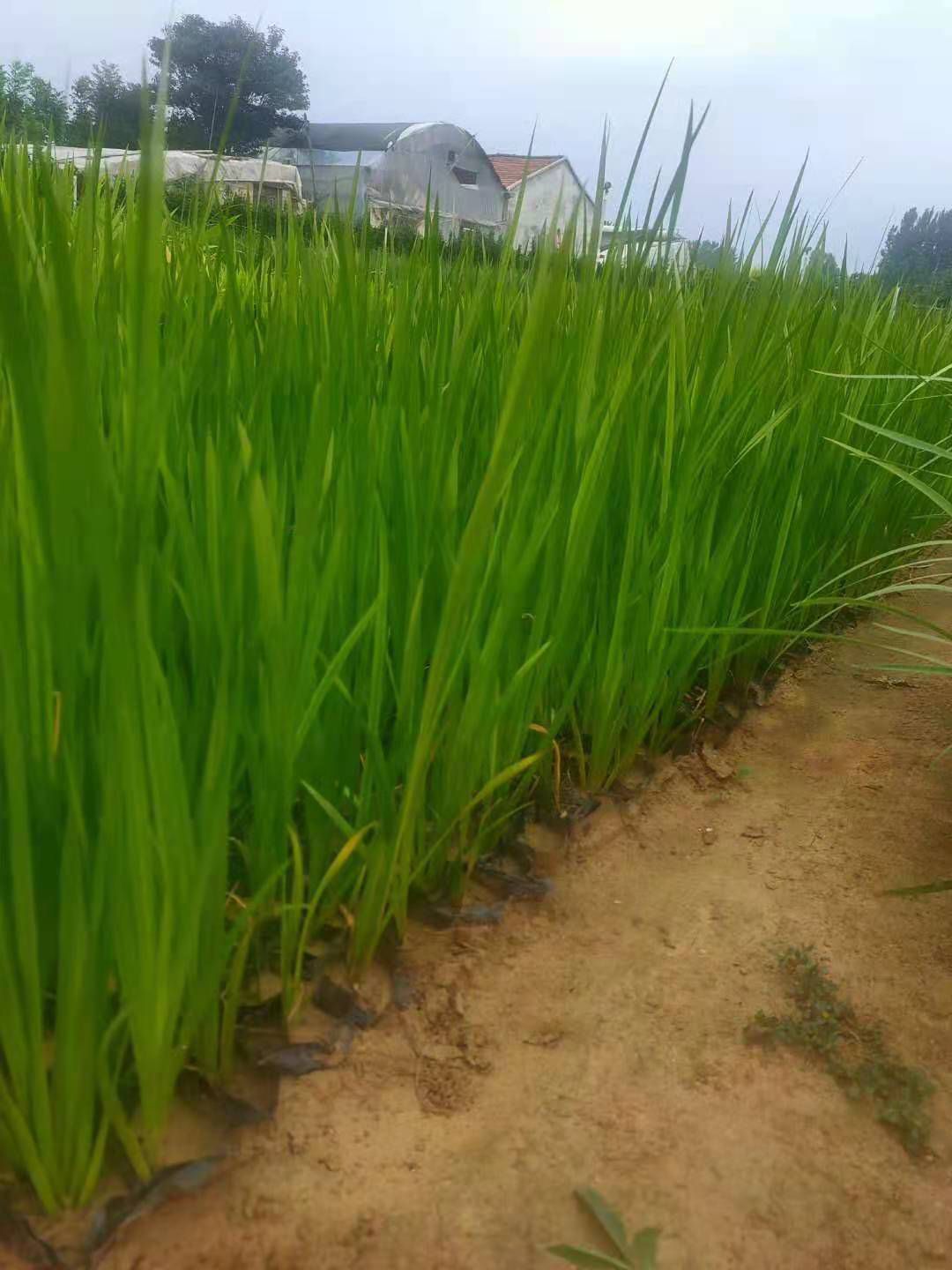 青州市香蒲 山东青州水生植物种植基地批发营养钵香蒲