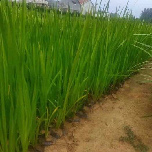 青州市香蒲 山东青州水生植物种植基地批发营养钵香蒲