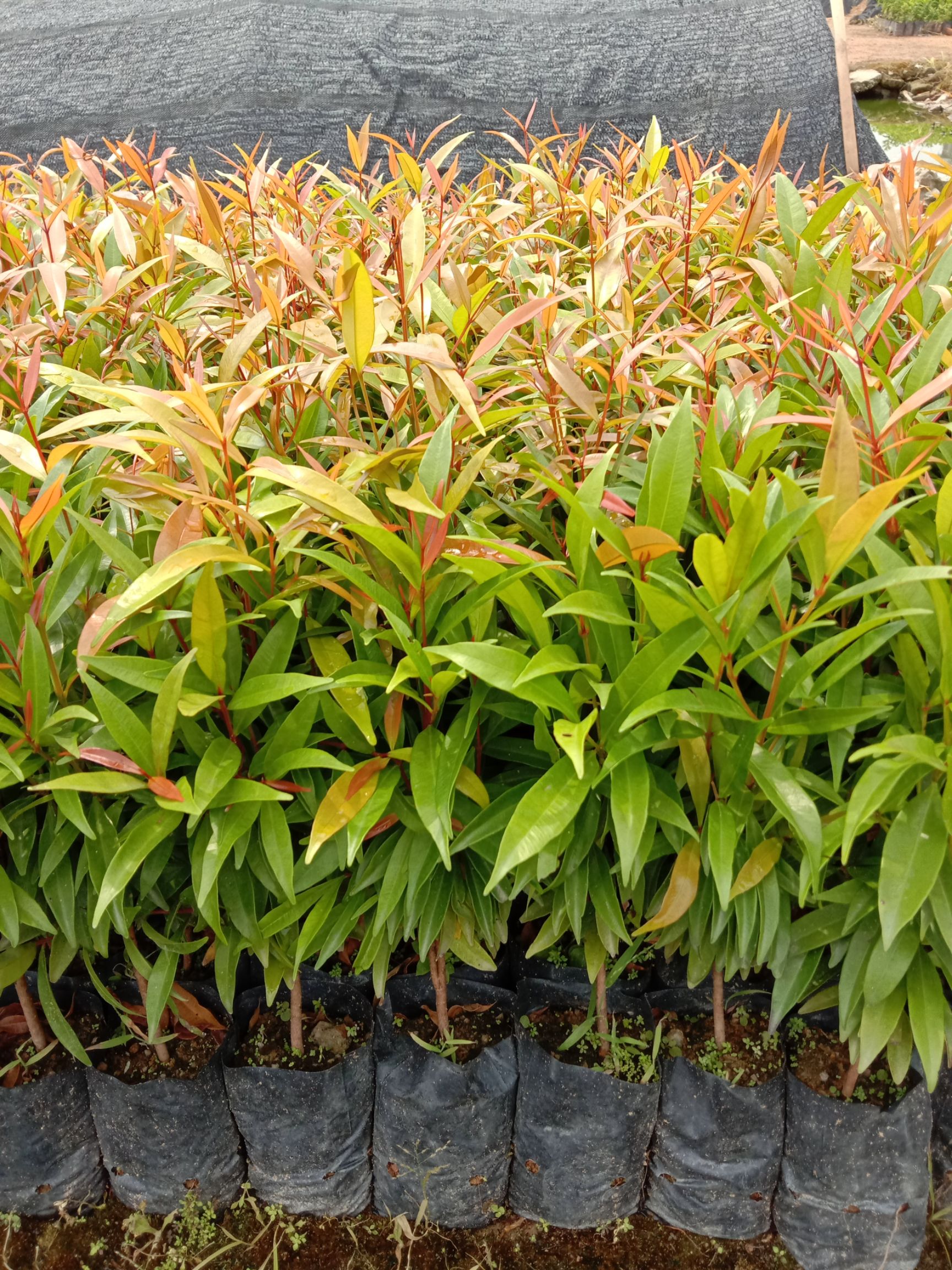 红车彩叶地被植物工程绿化苗