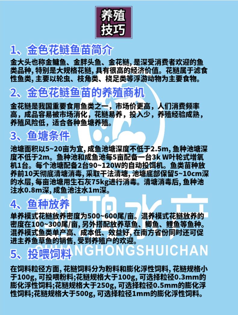 【精选推介】金鳙鱼苗 金花鲢鱼苗 金大头鱼苗 淡水养殖