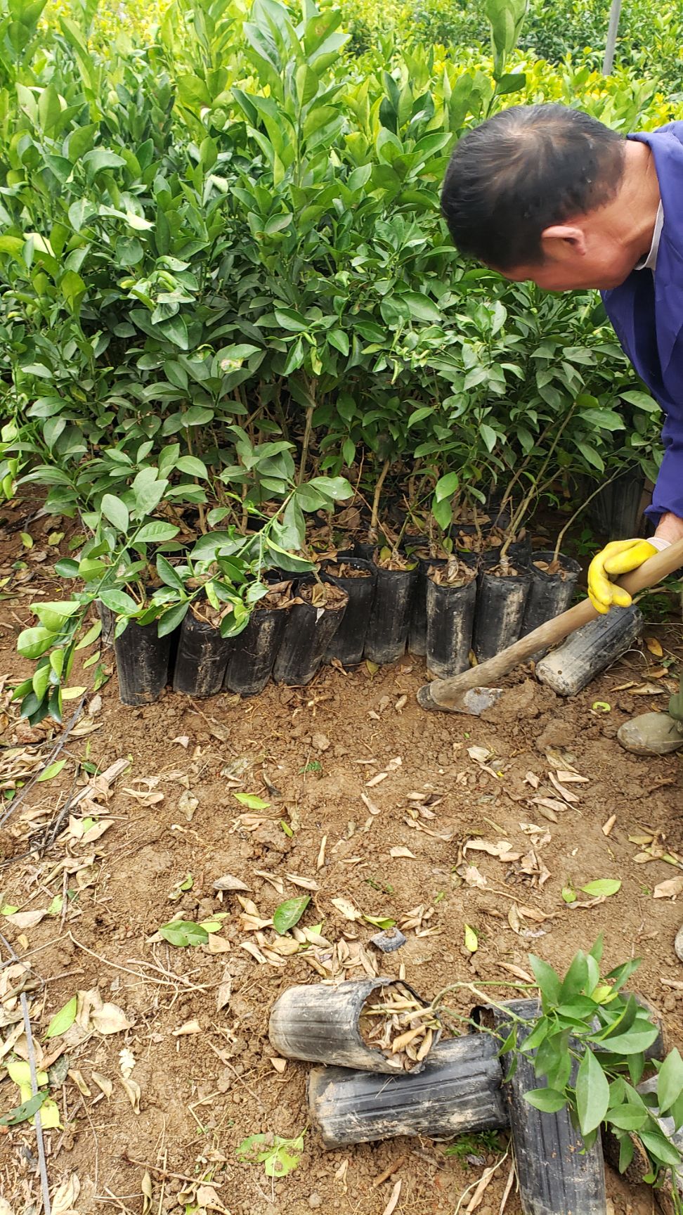 纽荷尔脐橙苗 赣南脐橙苗（纽荷尔）