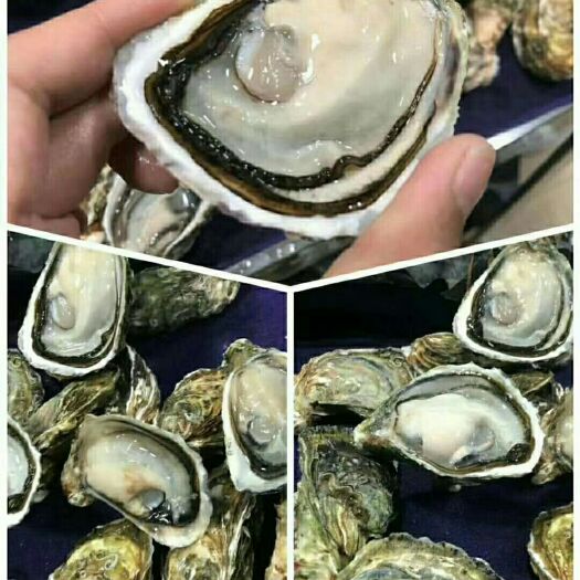 诏安县 福建生蚝 一手货源
