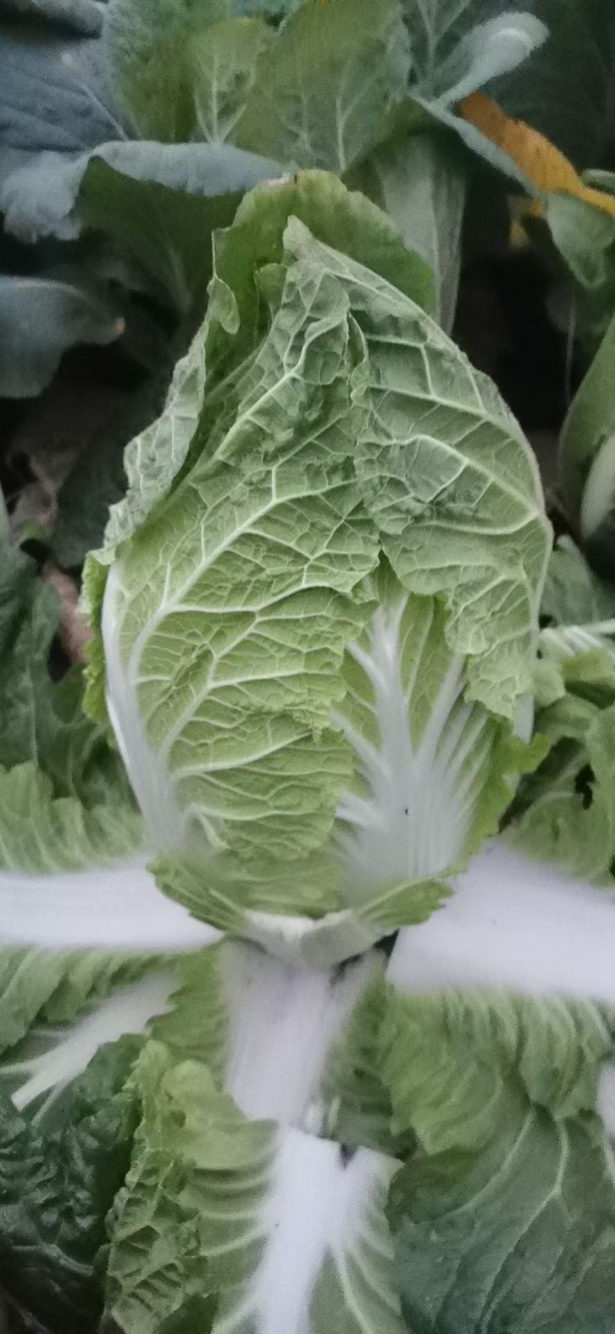 黄心大白菜直供货源足