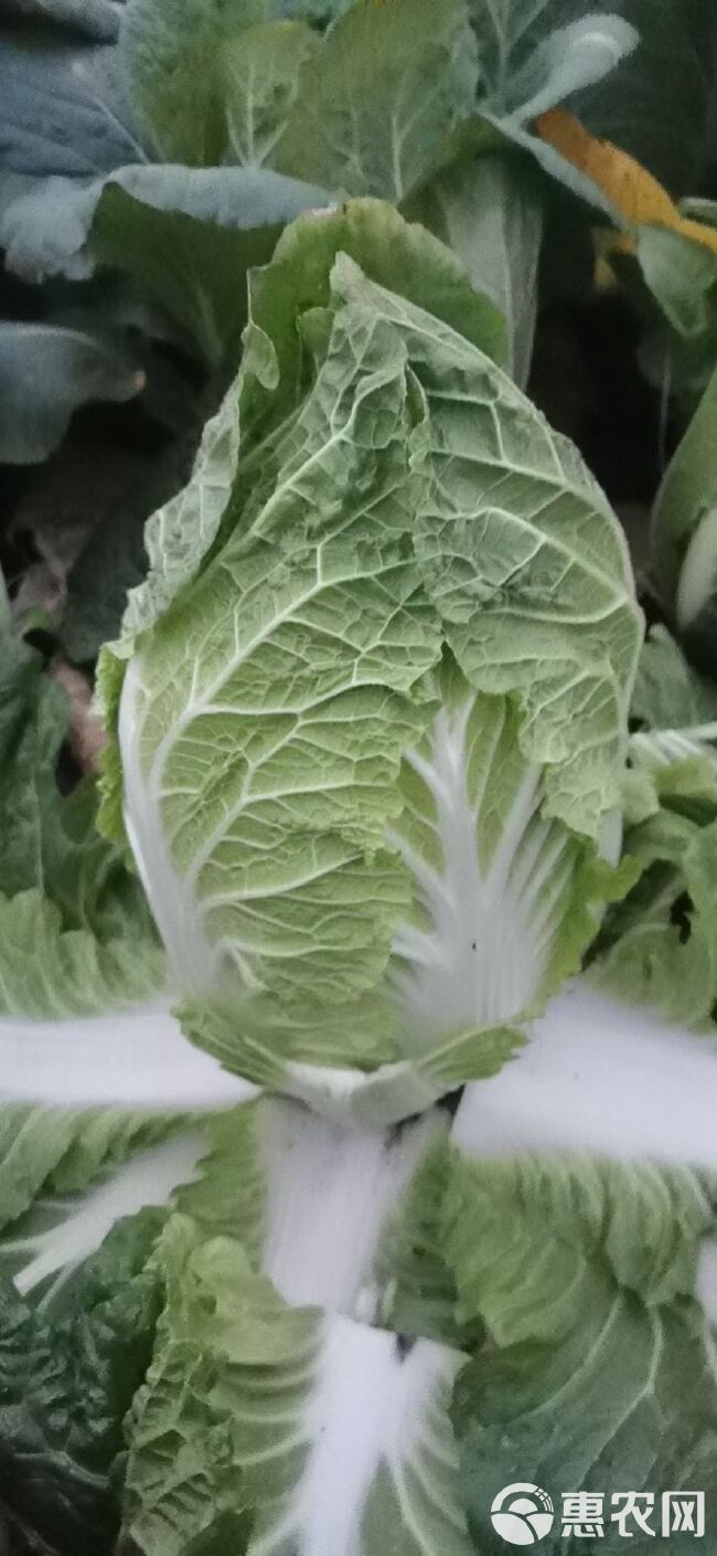 黄心大白菜直供货源足