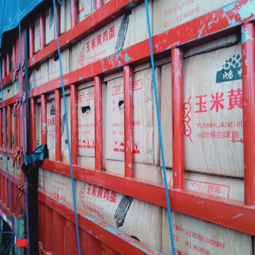贵阳普通鸡蛋  散养鸡蛋和普通商品蛋以及各种蛋类和包装
