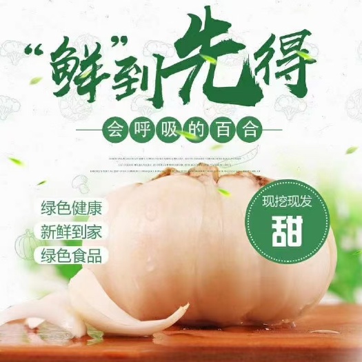 临洮县兰州百合 兰州鲜百合，
