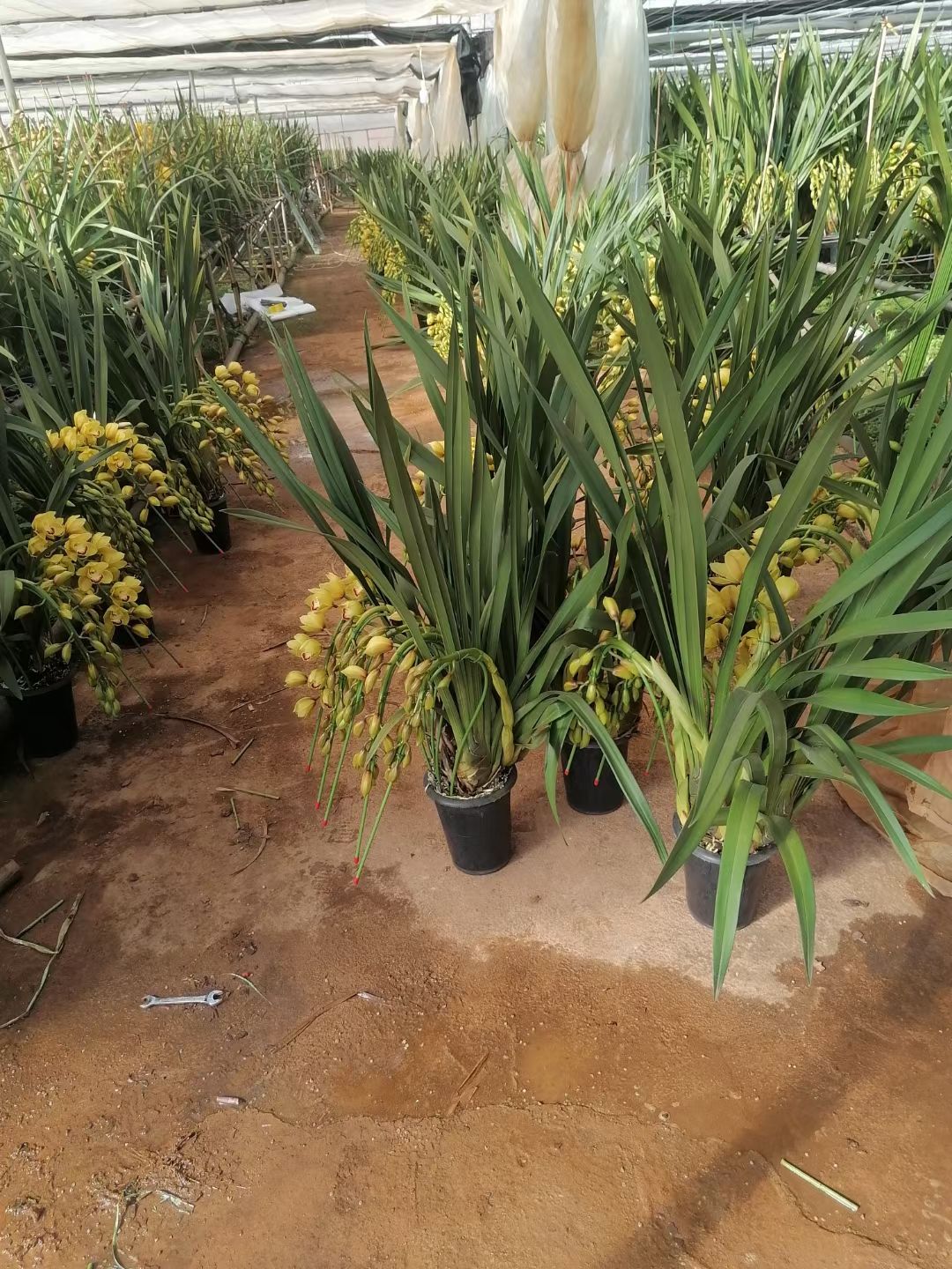 大花惠兰 大花卉兰种植基地批发云南
