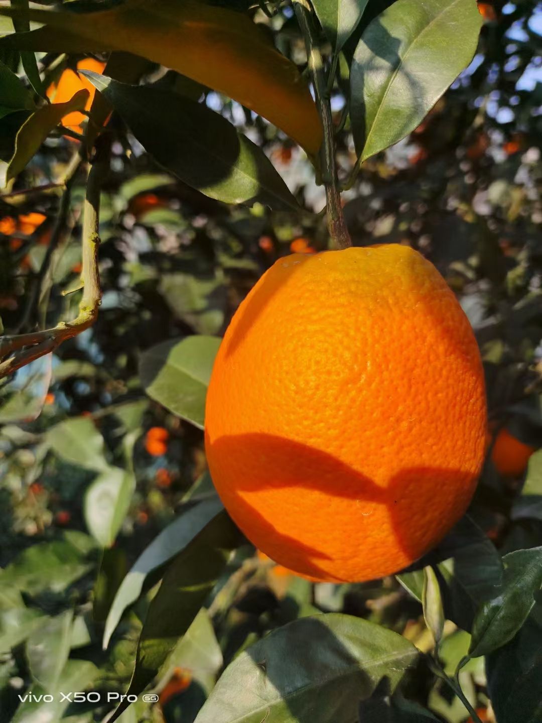 圆虹脐橙 特级果 