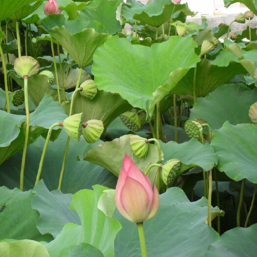 鱼台县南斯拉夫雪莲藕种  供应莲藕，莲藕种苗，荷花，磨盘莲，睡莲，