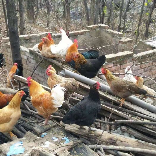 肥西县正宗土鸡假一赔十