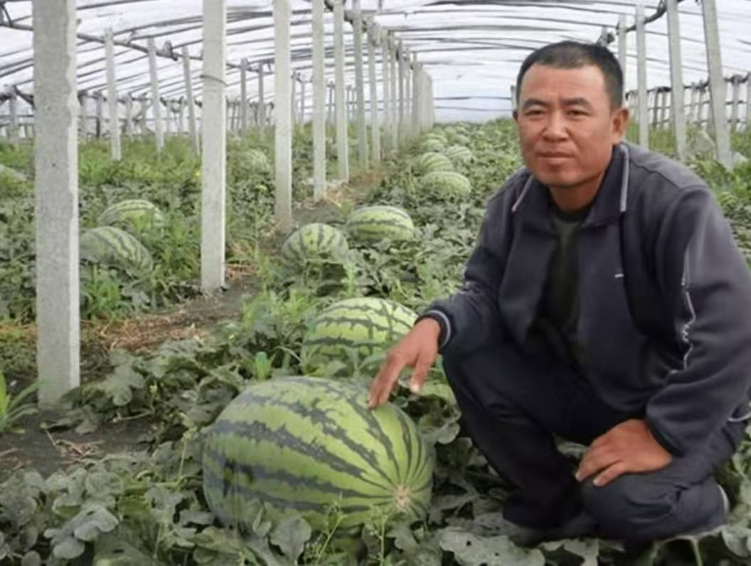 麒麟西瓜种子  麒麟（84-24换代品种）糖度高 口感佳