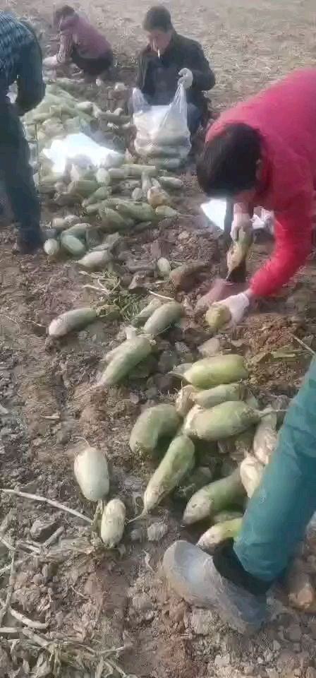 周口青萝卜  产地直销