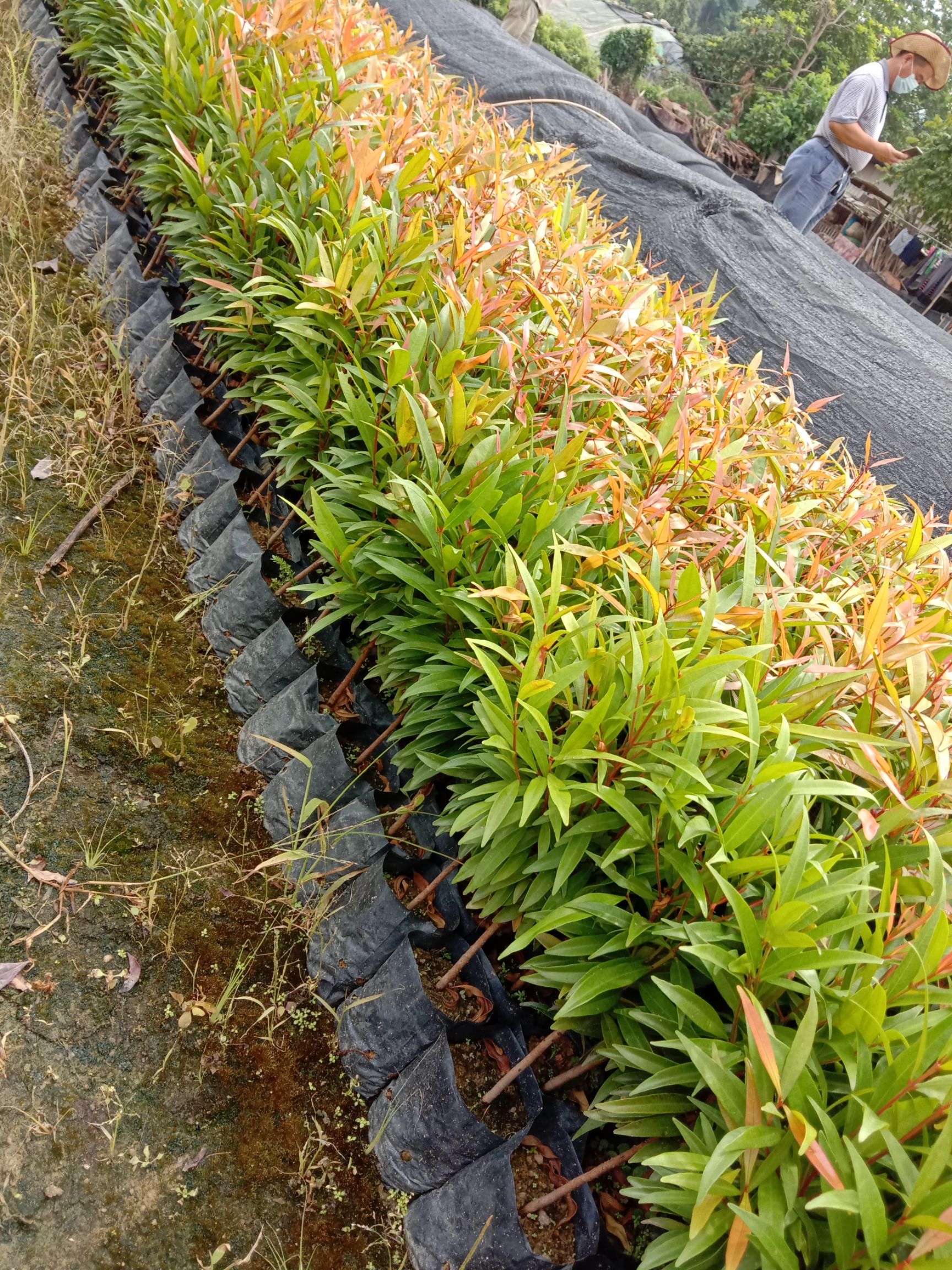 红车彩叶地被植物工程绿化苗