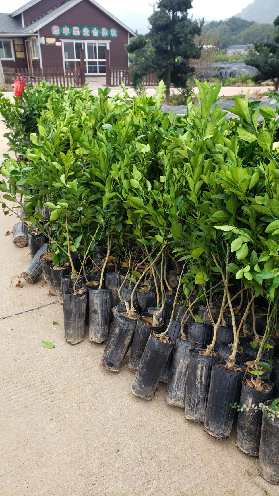 纽荷尔脐橙苗 赣南脐橙苗（纽荷尔）