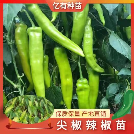 寿光市辣椒苗 大果尖椒苗 根系发达 易成活 商品性好 嫁接尖椒苗