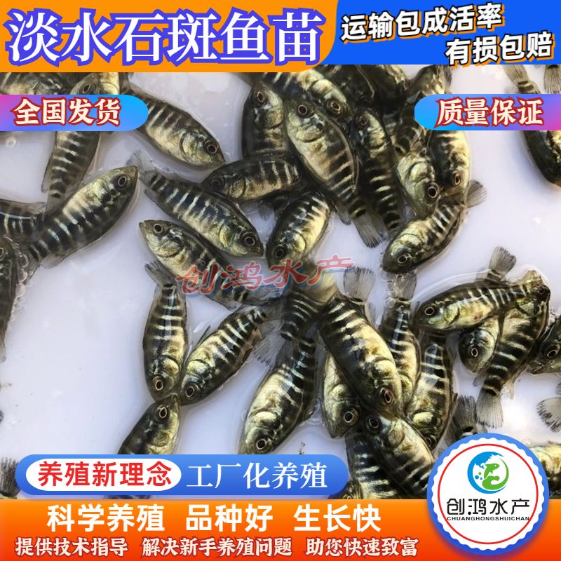淡水石斑鱼苗  【大量批发】淡水珍珠石斑鱼苗 龙胆石斑鱼苗 老鼠斑鱼苗
