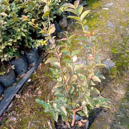 佛山福冈嘉宝果苗庭院盆栽果树苗果大耐寒