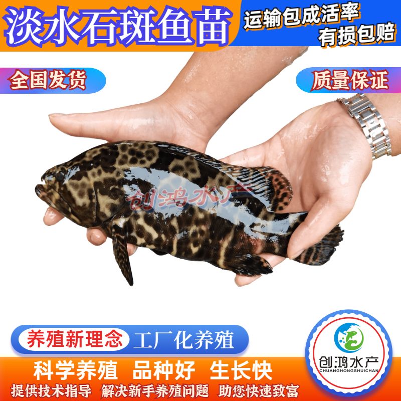 淡水石斑鱼苗  【大量批发】淡水珍珠石斑鱼苗 龙胆石斑鱼苗 老鼠斑鱼苗