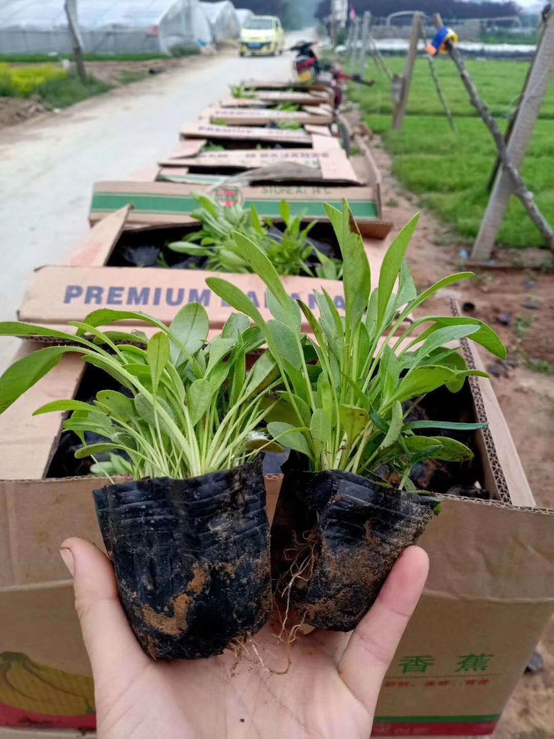 天人菊  大花金鸡菊 营养钵金鸡菊山东青州宿根花卉