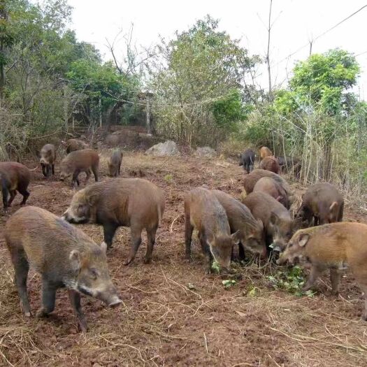桂林土猪肉  香土货 山猪肉放养模式养殖  肉质紧实 瘦肉率