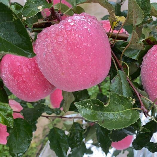 静宁县静宁苹果  静宁🍎 现摘现买🍎 不催红不打蜡 鲜嫩多汁 酸甜可口