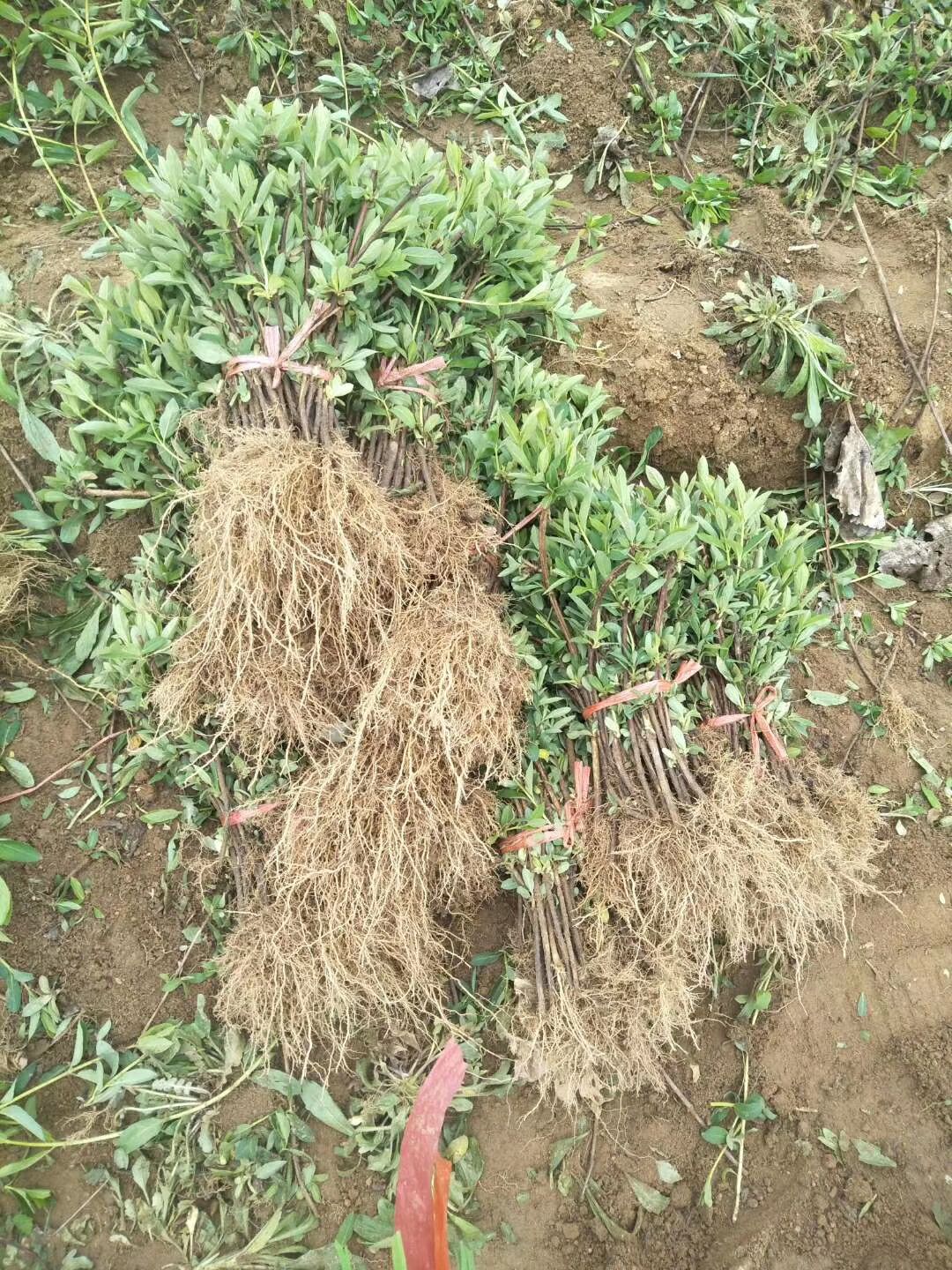 四季金银花苗  
当天挖苗，当天发货。免费技术指导