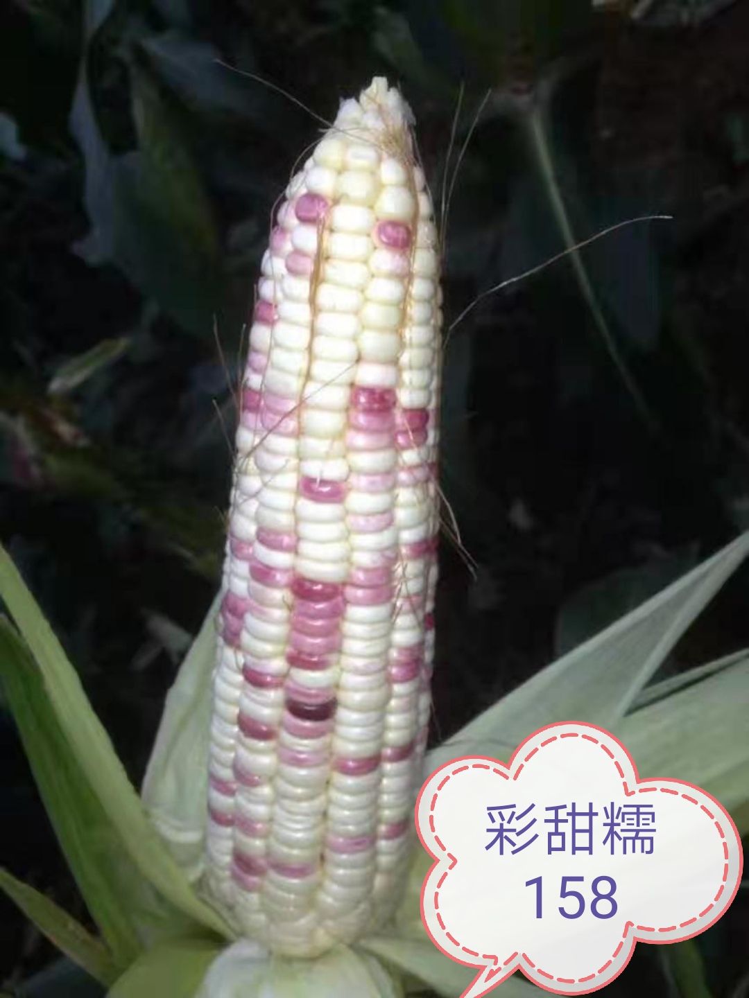 甜糯玉米种子 皮薄化渣，糯香味甜，好吃。