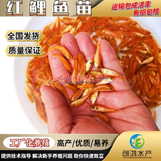 广州优质红鲤鱼苗 兴国红鲤鱼苗 观赏红鲤鱼苗 观赏鱼