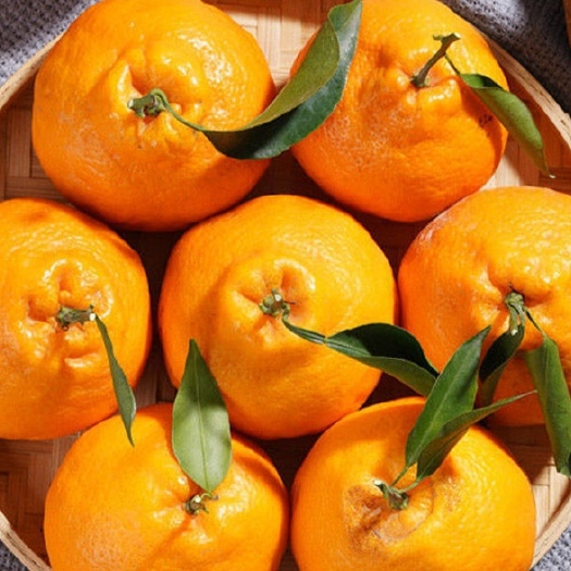 仁寿县春见(耙耙柑)