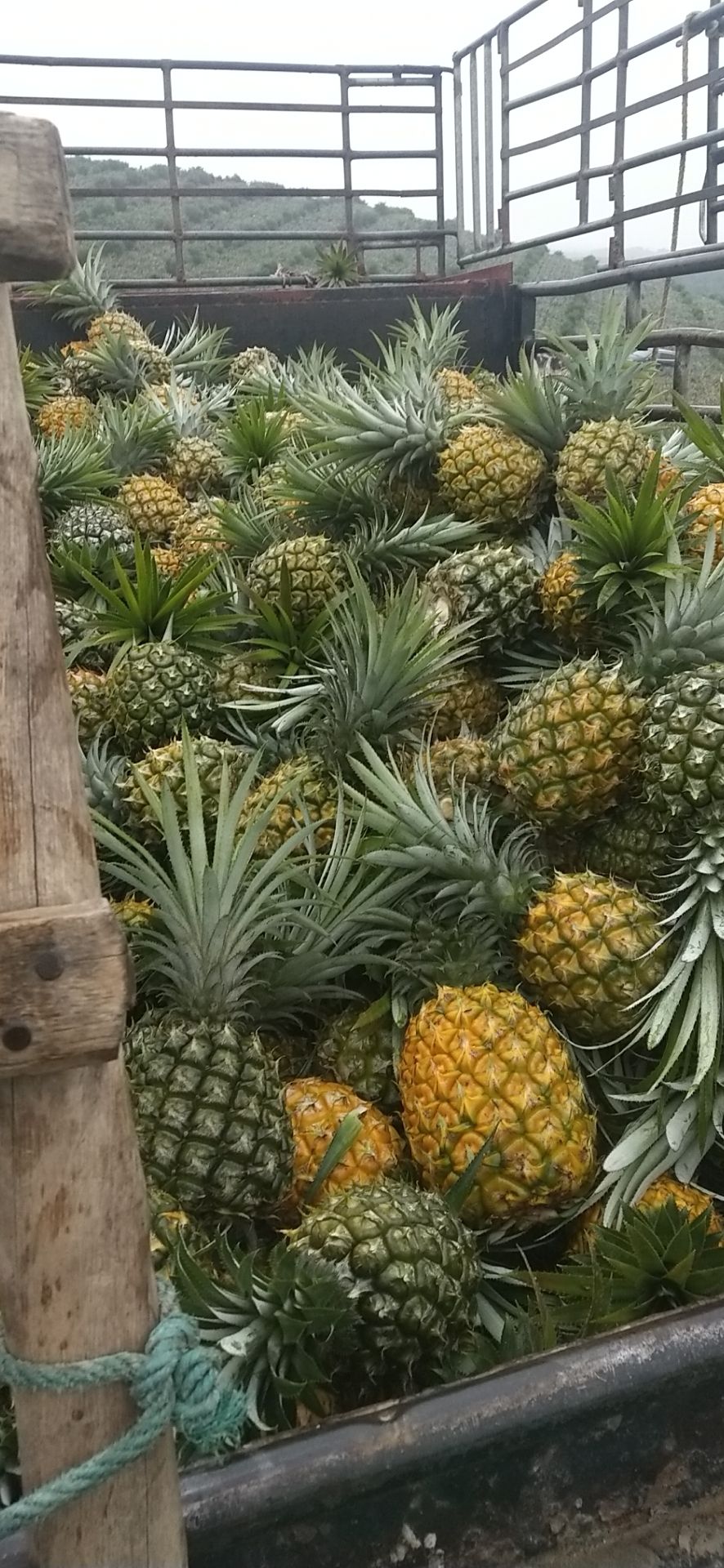 海南菠萝  二级果  0.8斤起