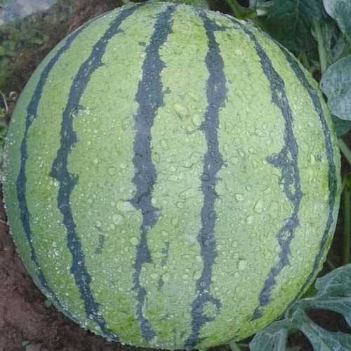 麒麟西瓜种子  西瓜种子 抗病 耐重茬 绿皮