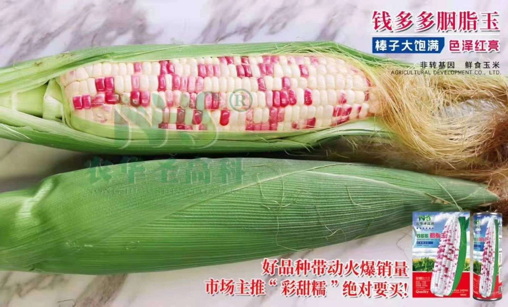 甜糯玉米种子  加甜加糯花玉米，口感好，皮薄化渣，产量高。