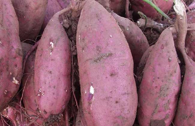 川薯228 无农药，无化肥红皮红薯